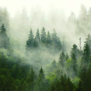 Nefes Farkındalığı Meditasyonu / Awareness of Breath Meditation (Turkish)
