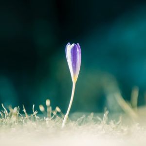 Heartful Contemplation of the Week