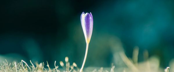 Heartful Contemplation of the Week